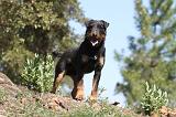 JAGDTERRIER ALLEMAND 010